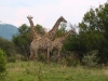 Africa 2 120
